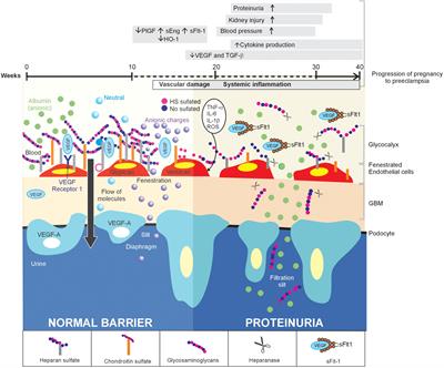 Novel Insights Into the Role of Glycans in the Pathophysiology of Glomerular Endotheliosis in Preeclampsia